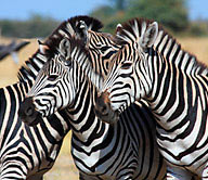 Botswana Reisen