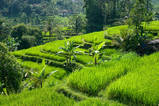 Trekkingreise  Bali ist eine Insel der gr�nen Reisterrassen