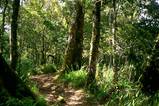 Trekkingreise  Zun�chst geht es durch diesen Urwald
