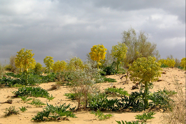 Usbekistan Reise  Die Kysylkum Wüste sieht im Frühjahr für kurze Zeit so aus