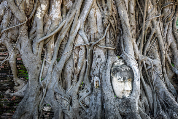 Gesicht von Wurzeln umschlugen in Ayutthaya