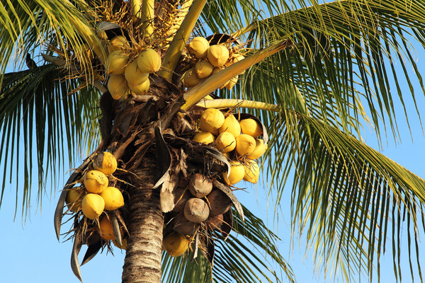 Trinkkokosnüsse, Ko Samui