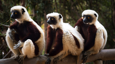 Tanzende Lemuren auf einem Stamm