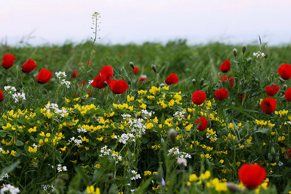 Usbekistan Reise  Auch solche blühenden Bergwiesen kann man nur im Frühjahr erleben
