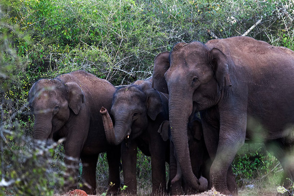 Indien Reise (Südindien)  Elefanten im Nationalpark