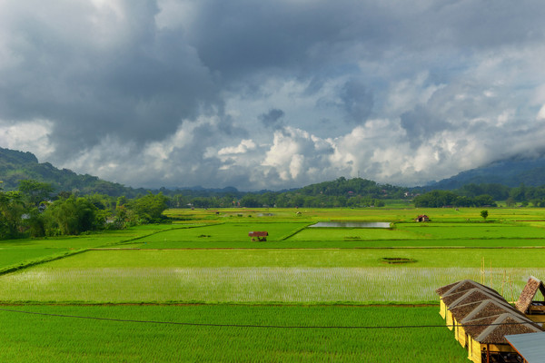 Reisfelder vor unserem Hotel in Rantepao, Tana Toraja