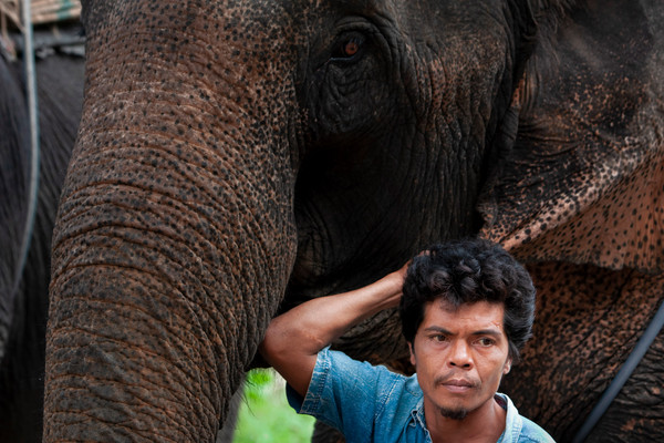 Mahut mit seinem Elefant