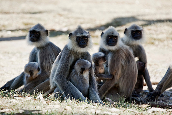 Indien Reise (Südindien)  Languren im Nationalpark