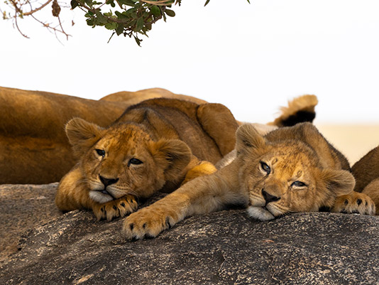 Löwen Junge in der Serengeti